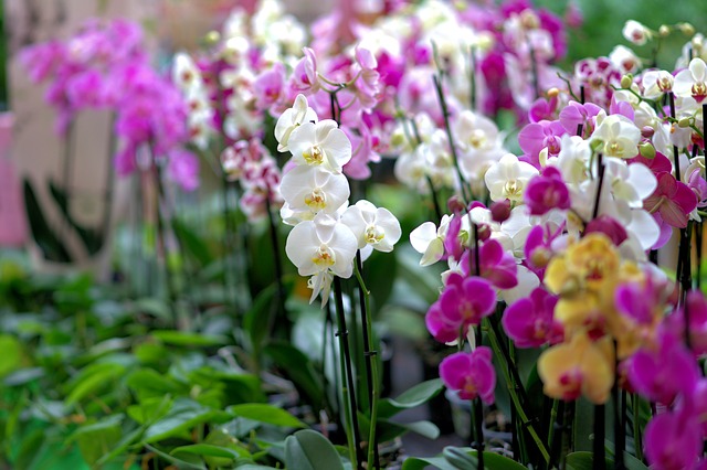 pěstování orchidejí