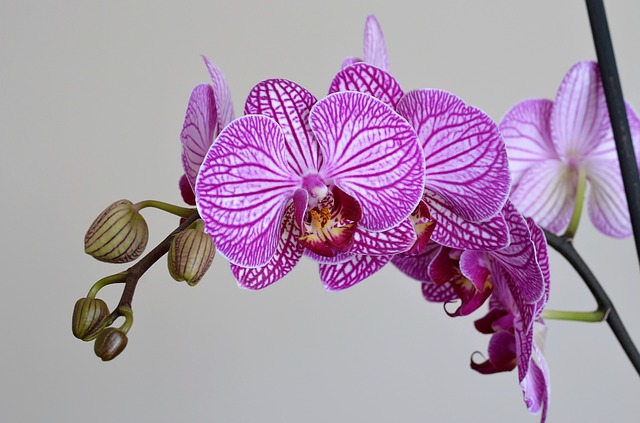 květy orchideje